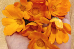 Calendula-Whole-Flowers
