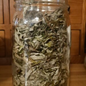 Mugwort for infusions