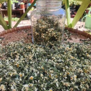 Feverfew one ounce, free shipping 2025 harvest