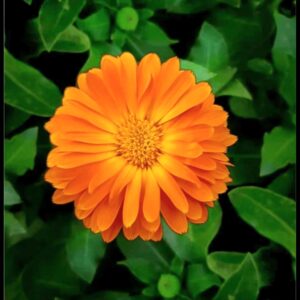 calendula seeds, 2025 One ounce