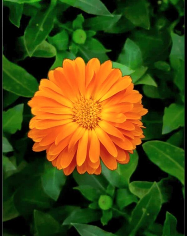 calendula seeds, 2025 One ounce