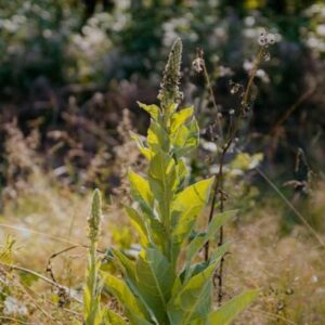Mullein seeds, one ounce