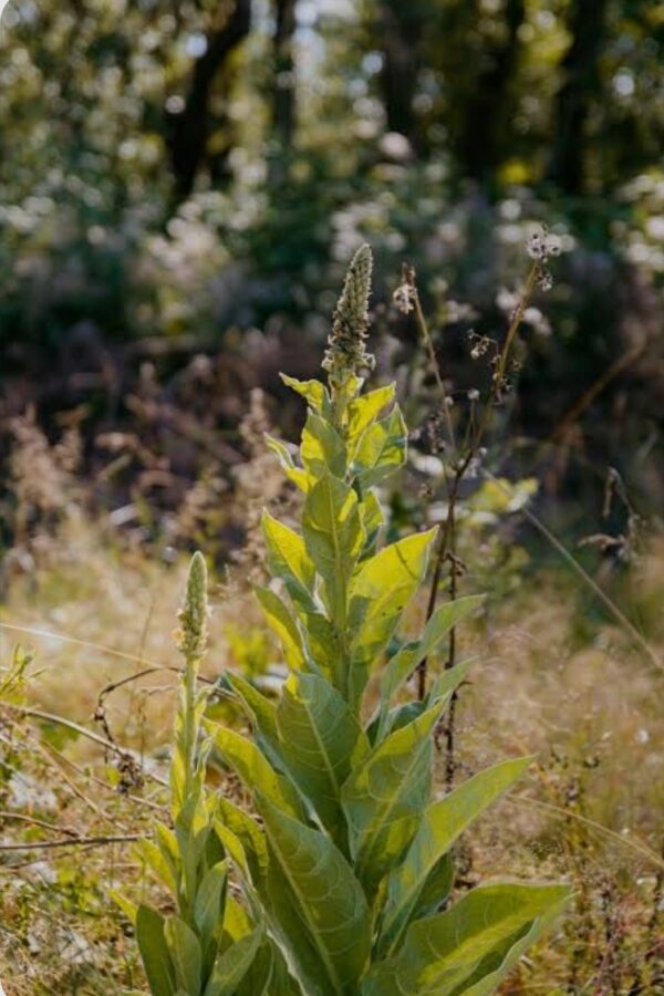 Mullein seeds, one ounce
