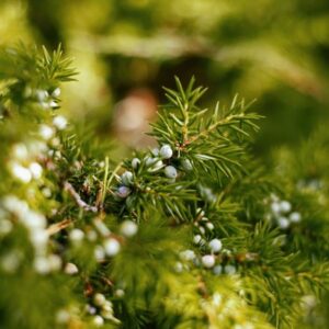 Detailed macro shot of common juniper branch with fresh green needles and berries.